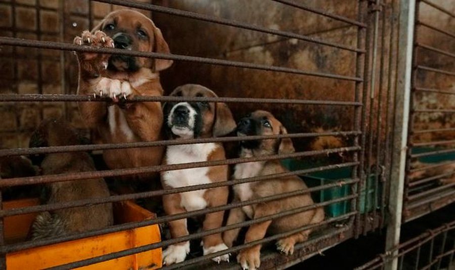 “Jo më mish qeni”: Koreja e Jugut miraton ligjin që