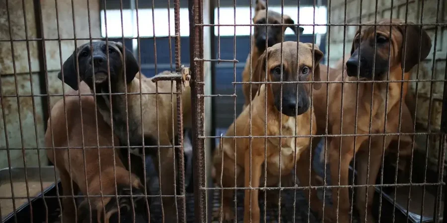 “Jo më mish qeni”: Koreja e Jugut miraton ligjin që