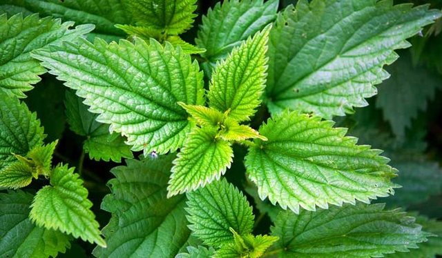 Është koha të pastroni organizmin nga bakteret dhe infeksionet me