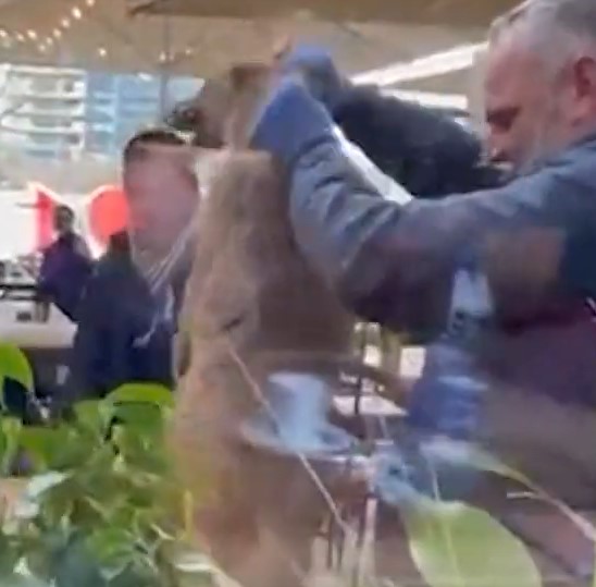 Momenti kur kapet çakalli 