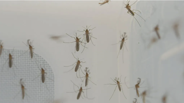 Temperaturat e larta i dërgojnë mushkonjat deri në Skoci