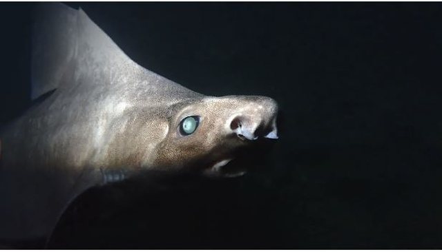 PAMJET/ Zbulohet në Shqipëri peshkaqeni i rrallë i bardhë