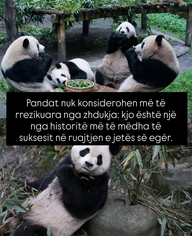 Lajme të mira nga e gjithë bota që askush nuk po i përmend!