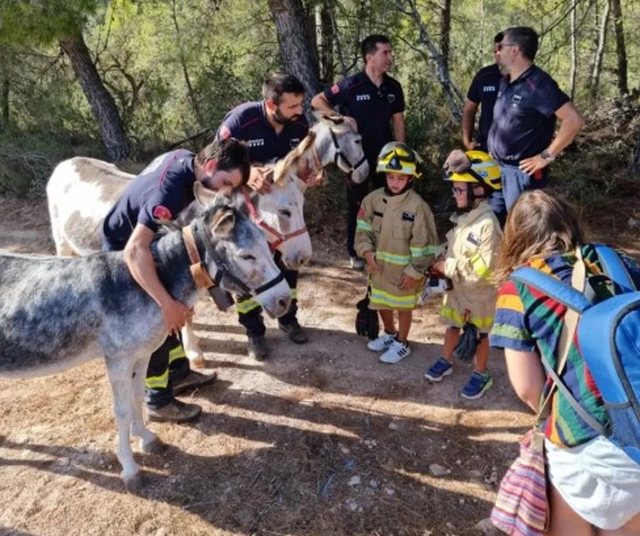 Si po sfidojnë gomarët teknologjinë e lartë në luftën kundër zjarreve masive në Spanjë